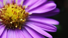 Close-up nature Flowers
