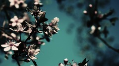 Close-up nature Flowers