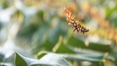 Close-up nature Flowers