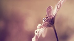 Close-up nature Flowers