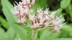 Close-up nature Flowers