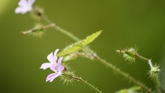 Close-up nature Flowers