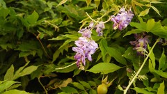 Close-up nature Flowers