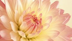 Close-up nature Flowers flower