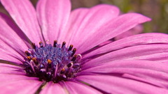Close-up nature Flowers flower