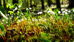 Close-up nature Flowers forests