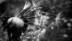 Close-up nature Flowers grayscale