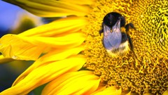 Close-up nature Flowers insects