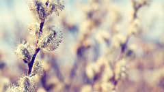 Close-up nature Flowers macro