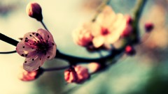 Close-up nature Flowers macro
