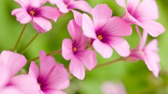 Close-up nature Flowers macro