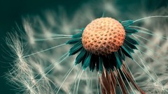 Close-up nature Flowers macro