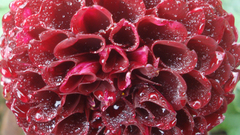 Close-up nature Flowers Plants