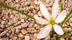 Close-up nature Flowers rocks