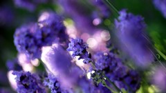 Close-up nature Flowers Violet