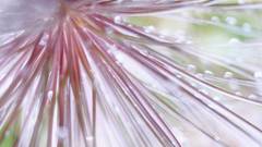 Close-up nature Flowers water