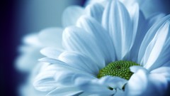 Close-up nature Flowers white
