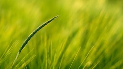 Close-up nature grass