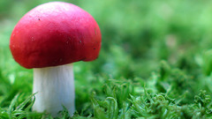 Close-up nature grass mushrooms