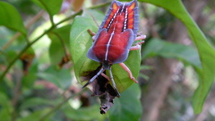 Close-up nature insects bugs