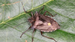 Close-up nature insects bugs