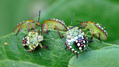 Close-up nature insects bugs