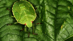 Close-up nature insects bugs