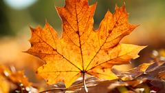 Close-up nature leaf autumn