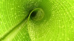Close-up nature leaf leaves