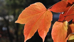 Close-up nature leaves
