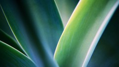 Close-up nature leaves Plants
