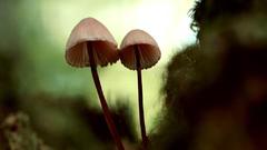 Close-up nature mushrooms