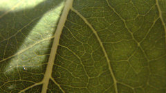 Close-up nature photography leaves