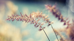 Close-up nature Plants depth