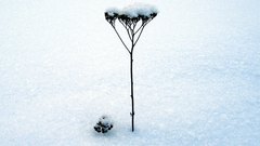 Close-up nature snow