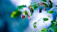 Close-up nature Trees depth