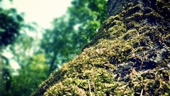 Close-up nature Trees deviantart