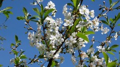 Close-up nature Trees Flowers