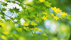Close-up nature Trees leaves
