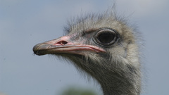 Close-up ostrich bird