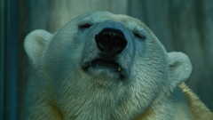 Close-up polar Bears Animals