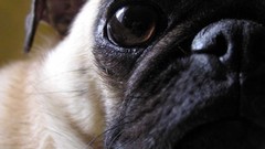 Close-up Pugs