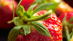 Close-up red macro strawberries
