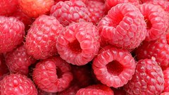Close-up red pink raspberries