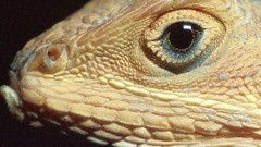 Close-up reptile