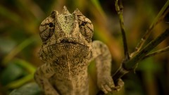 Close-up Reptiles chameleons