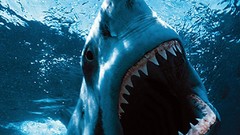 Close-up Sharks Jaws underwater