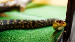 Close-up snakes Reptiles