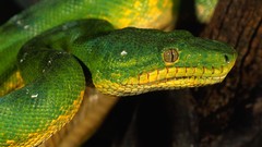 Close-up snakes Reptiles