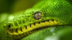 Close-up snakes Reptiles eye contact